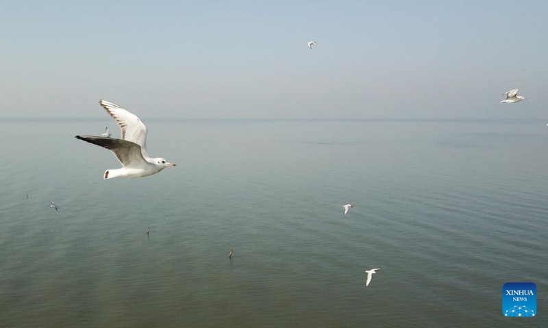 Birds fly over the Chaohu Lake in Hefei City, east China's Anhui Province, Nov. 22, 2019. As the fifth-largest freshwater lake in China, Chaohu Lake is known as the 