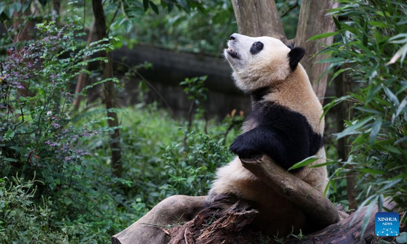 A giant panda is pictured at the Chengdu Research Base of Giant Panda Breeding in Chengdu, southwest China's Sichuan Province, Sept. 21, 2022. After a half-month closure, the Chengdu Research Base of Giant Panda Breeding reopened to the public on Wednesday.(Photo: Xinhua)
