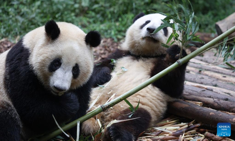 Twin giant pandas are pictured at the Chengdu Research Base of Giant Panda Breeding in Chengdu, southwest China's Sichuan Province, Sept. 21, 2022. After a half-month closure, the Chengdu Research Base of Giant Panda Breeding reopened to the public on Wednesday.(Photo: Xinhua)