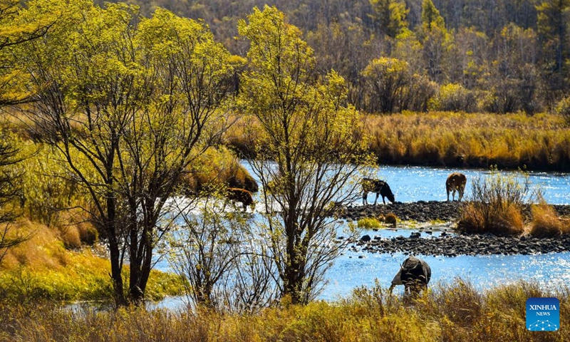 Photo taken on Sept. 21, 2022 shows the scenery of a river in the Arxan National Forest Park in Arxan of Hinggan League, north China's Inner Mongolia Autonomous Region.(Photo: Xinhua)