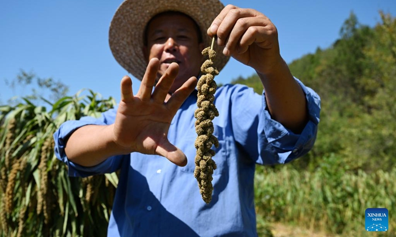 A villager demonstrates millet crops in Nihe Village of Luozhuangzi Township, Jizhou District, north China's Tianjin, Sept. 21, 2022. Nihe Village has increased residents' incomes by promoting ecological organic millet planting in recent years. Cooperatives are set up to take charge of planting, procurement, packaging and sales of millets.(Photo: Xinhua)