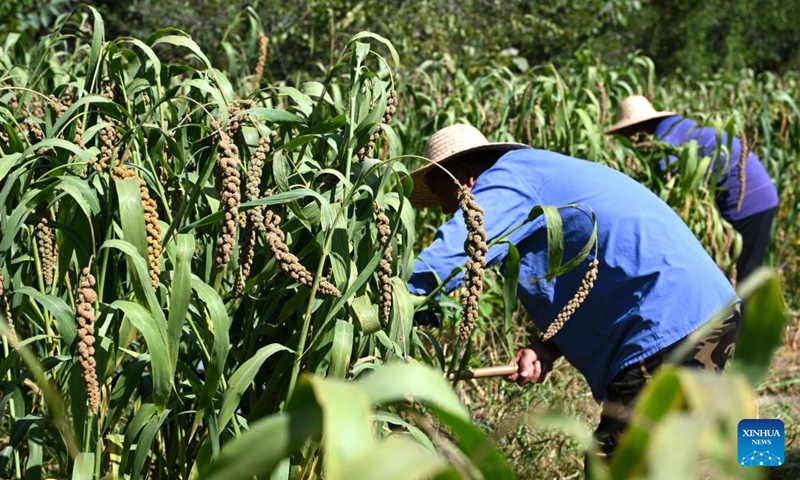 A villager harvests millets in Nihe Village of Luozhuangzi Township, Jizhou District, north China's Tianjin, Sept. 21, 2022. Nihe Village has increased residents' incomes by promoting ecological organic millet planting in recent years. Cooperatives are set up to take charge of planting, procurement, packaging and sales of millets.(Photo: Xinhua)