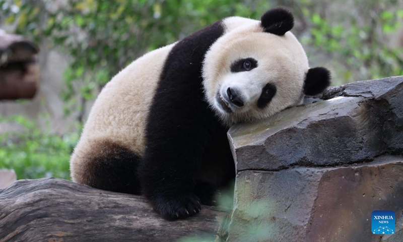 Giant Panda Fossil discovered in a 120-meter-deep cave - Global Times