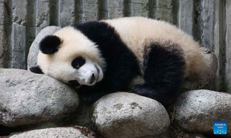 A giant panda rests on a rock at the Chengdu Research Base of Giant Panda Breeding in Chengdu, southwest China's Sichuan Province, Sept. 21, 2022. After a half-month closure, the Chengdu Research Base of Giant Panda Breeding reopened to the public on Wednesday.(Photo: Xinhua)