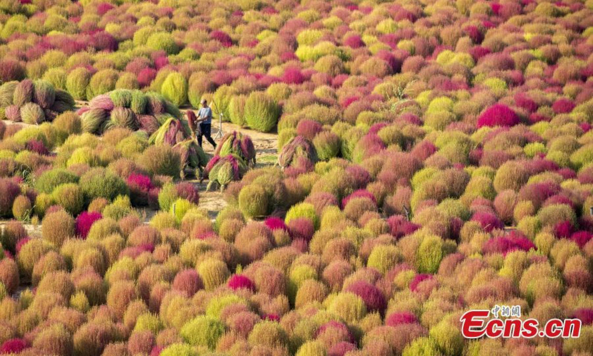 Farmers are busy harvesting the Kochia scoparia, or red broom grass, in Caojiagou village of Liulin county, north China's Shanxi Province. The broom grass turns to bright red color in autumn and can be used to make brooms after it is dried. Photo: China News Service