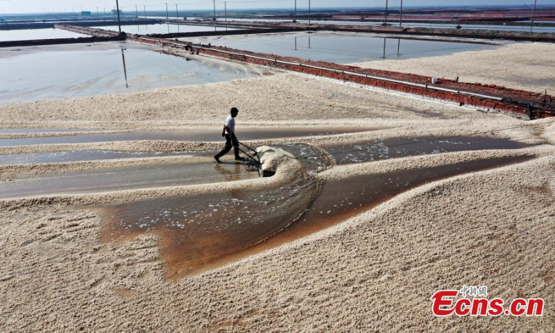 A worker harvests crude salt at a field in Haixing county of Cangzhou city, north China's Hebei Province, Sept. 28, 2022. (Photo: China News Service/Yang Kexin)
