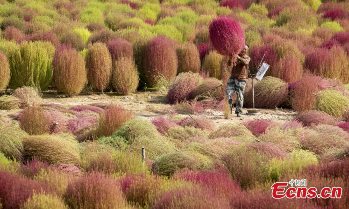 Farmers are busy harvesting the Kochia scoparia, or red broom grass, in Caojiagou village of Liulin county, north China's Shanxi Province. The broom grass turns to bright red color in autumn and can be used to make brooms after it is dried. Photo: China News Service