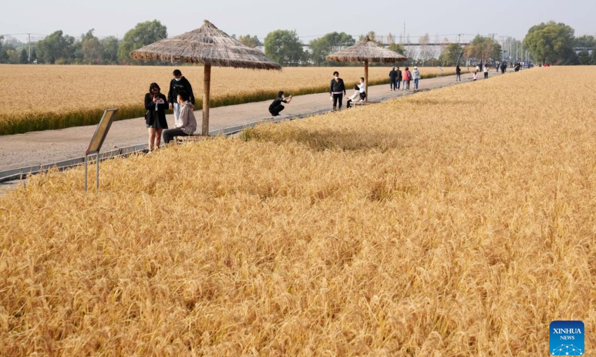 Tourists have fun at a paddy field of Yanjiagang Farm Co., Ltd. of Beidahuang Group in northeast China's Heilongjiang Province, Oct. 2, 2022. (Xinhua/Wang Jianwei)