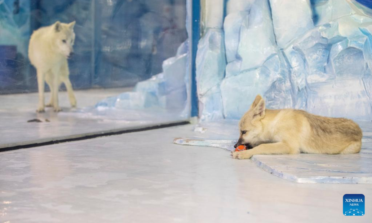 Photo taken on Sep 28, 2022 shows a cloned arctic wolf (R) at Harbin Polarland in Harbin, capital of northeast China's Heilongjiang Province. A cloned arctic wolf met the public at Harbin Polarland in northeast China's Heilongjiang Province lately. Photo:Xinhua