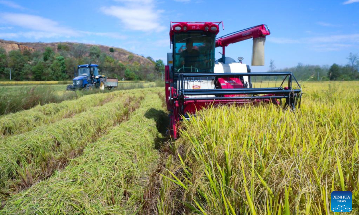 Farmers harvest rice in Guangshan County of Xinyang, central China's Henan Province, Oct. 2, 2022. (Photo by Xie Wanbai/Xinhua)