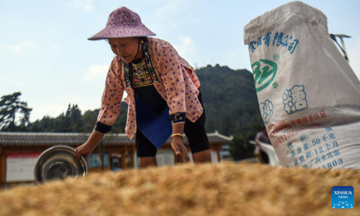A villager collects dried rice in Lianglong Village of Hongshui Township in Rongshui Miao Autonomous County, south China's Guangxi Zhuang Autonomous Region, Sep 21, 2022. The rice-fish production base greets busy harvest in Rongshui. Photo:Xinhua