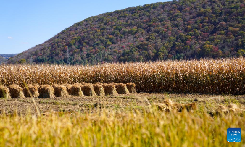 Photo taken on Oct. 5, 2022 shows the scenery of a paddy field near the Hongshi National Forest Park in Jilin City, northeast China's Jilin Province. (Xinhua/Yan Linyun)