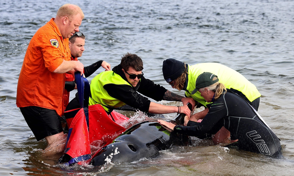 Rescuers release a stranded pilot whale back in the ocean at Macquarie Heads, on the west coast of Tasmania, Australia on September 22, 2022. Photo: VCG