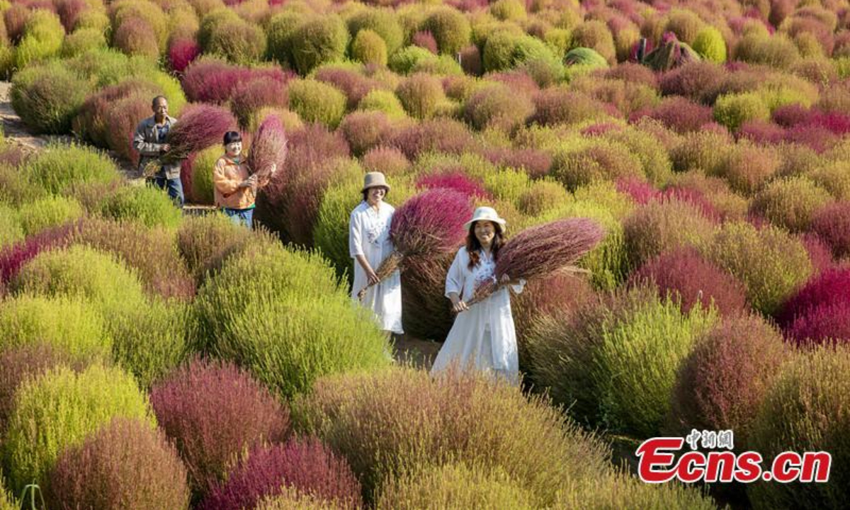 Farmers are busy harvesting the Kochia scoparia, or red broom grass, in Caojiagou village of Liulin county, north China's Shanxi Province. The broom grass turns to bright red color in autumn and can be used to make brooms after it is dried. Photo: China News Service