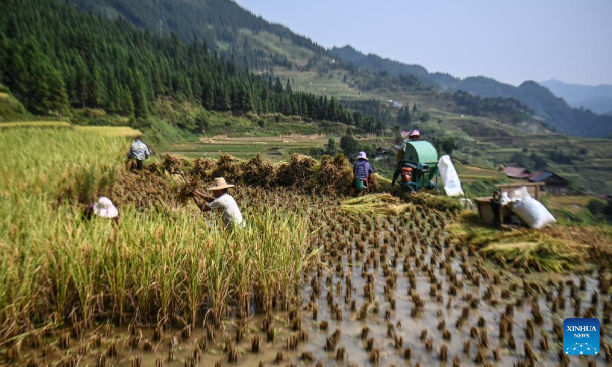 Aerial photo taken on Sep 22, 2022 shows villagers harvesting rice at a paddy field in Lianglong Village of Hongshui Township in Rongshui Miao Autonomous County, south China's Guangxi Zhuang Autonomous Region. The rice-fish production base greets busy harvest in Rongshui. Photo:Xinhua