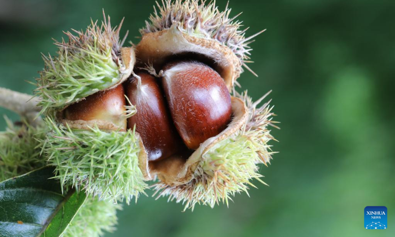 Photo taken on Sept. 17, 2022 shows a cluster of maturing hawthorns in Xigang Township, Tengzhou City of east China's Shandong Province. The Autumn Equinox, observed during the country's agricultural harvest season annually, falls on Friday this year. (Photo by Li Zhijun/Xinhua)