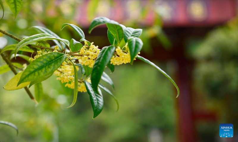 Photo taken on Sept. 13, 2022 shows blossoming sweet-scented osmanthus in Shuanggu Village, Fuquan City of southwest China's Guizhou Province. The Autumn Equinox, observed during the country's agricultural harvest season annually, falls on Friday this year. (Photo by Gao Guihua/Xinhua)