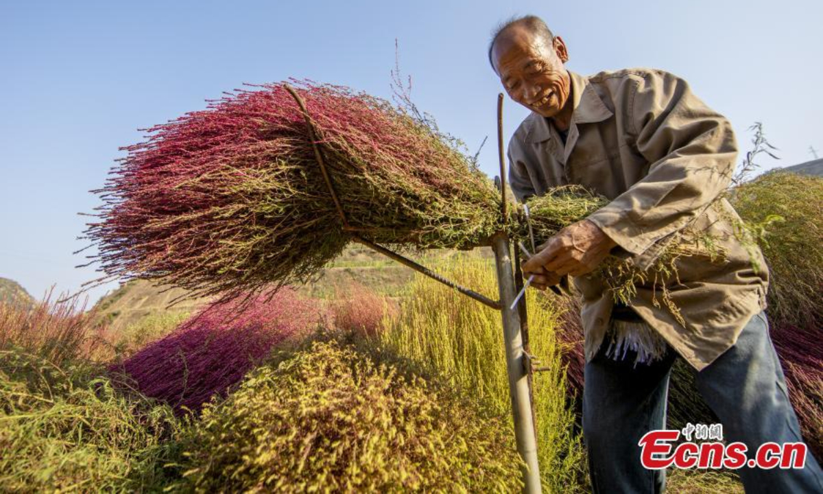 Farmers are busy harvesting the Kochia scoparia, or red broom grass, in Caojiagou village of Liulin county, north China's Shanxi Province. The broom grass turns to bright red color in autumn and can be used to make brooms after it is dried. Photo: China News Service