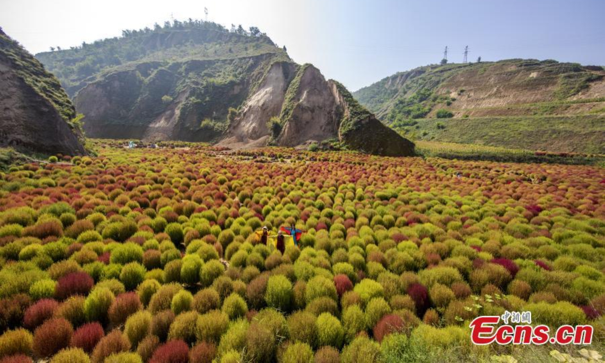 中国北方山西省柳林县曹家沟村的农民正在忙着收割地肤子或红扫帚草。 扫帚草在秋天变成鲜红色，晒干后可以用来制作扫帚。 图片：中新社