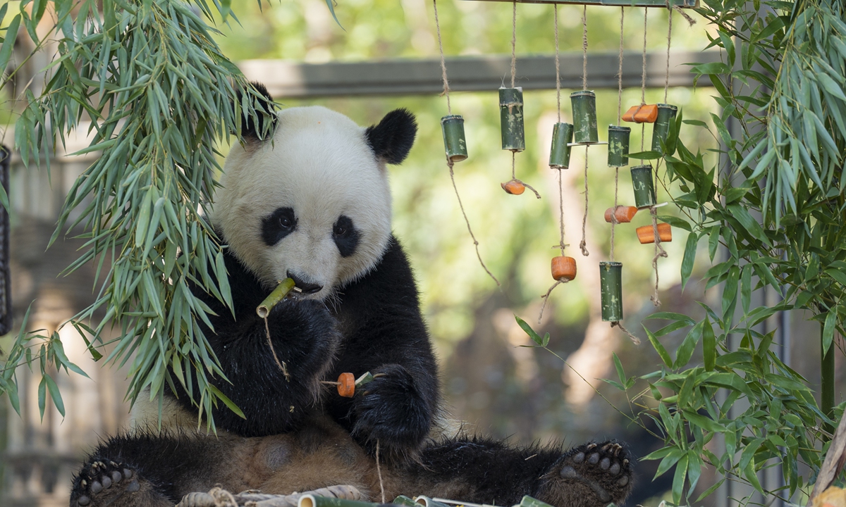 A giant panda enjoys a feast prepared by the staff at a zoo in Jinan, East China's Shandong Province on September 22, 2022, which was the day of the International Panda Festival. Photo: VCG