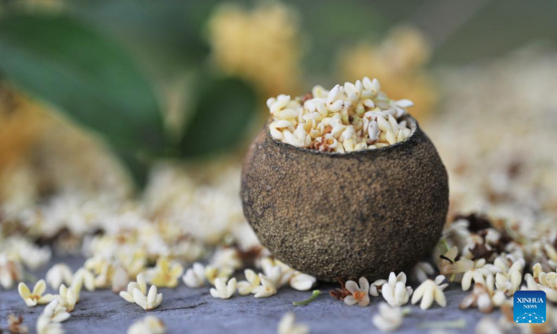 Photo taken on Sept. 16, 2022 shows flowers of sweet-scented osmanthus fallen on a stone table at a park in Lijiang City, southwest China's Yunnan Province. The Autumn Equinox, observed during the country's agricultural harvest season annually, falls on Friday this year. (Photo by Zhao Qingzu/Xinhua)