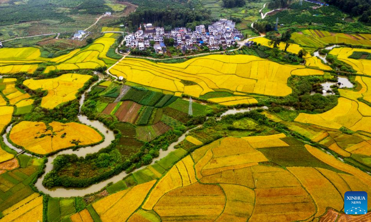 Aerial photo taken on Oct. 2, 2022 shows paddy fields in Jingxi, south China's Guangxi Zhuang Autonomous Region. (Photo by Zhao Jingwu/Xinhua)