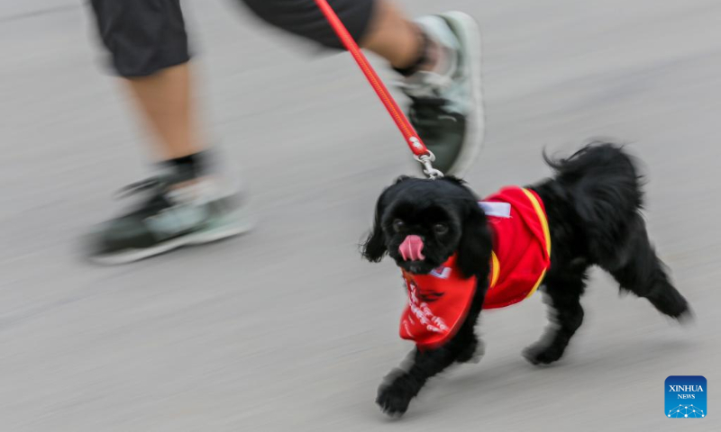 A dog wearing a costume runs with its owner during the 