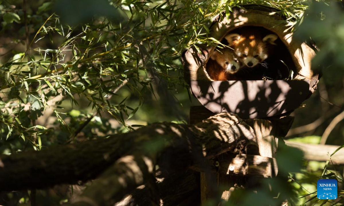 Red panda cub named Bambu and its mother are seen in the Ljubljana Zoo, Slovenia, Sep 23, 2022. A baby red panda named Bambu, born in June, is the first red panda born at the zoo. Photo:Xinhua