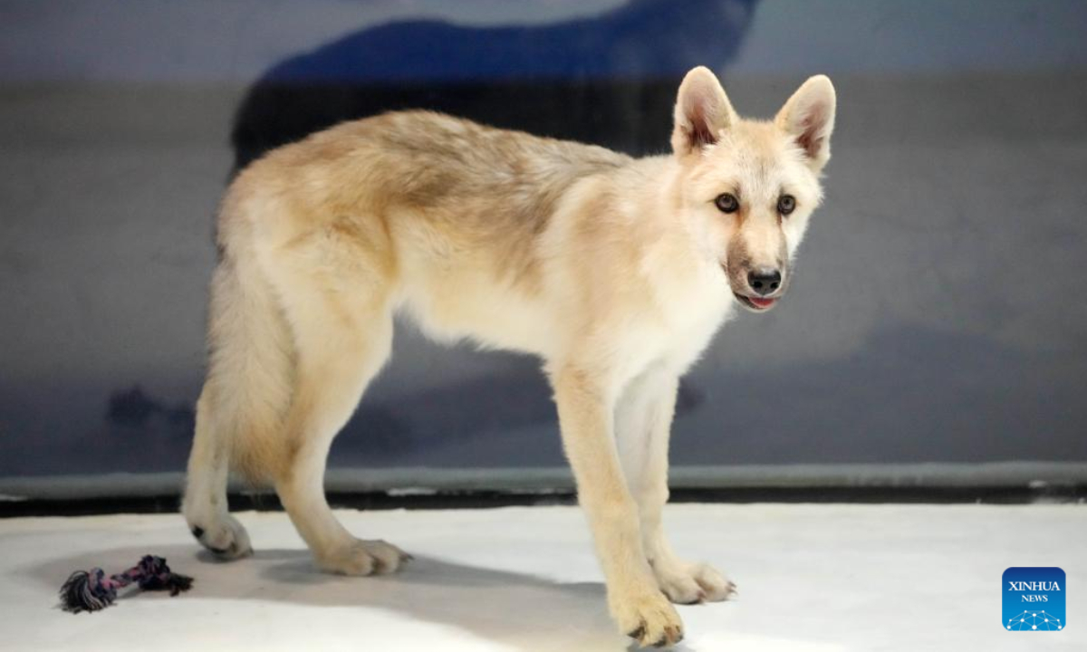 Photo taken on Sep 26, 2022 shows a cloned arctic wolf at Harbin Polarland in Harbin, capital of northeast China's Heilongjiang Province. A cloned arctic wolf met the public at Harbin Polarland in northeast China's Heilongjiang Province lately. Photo:Xinhua