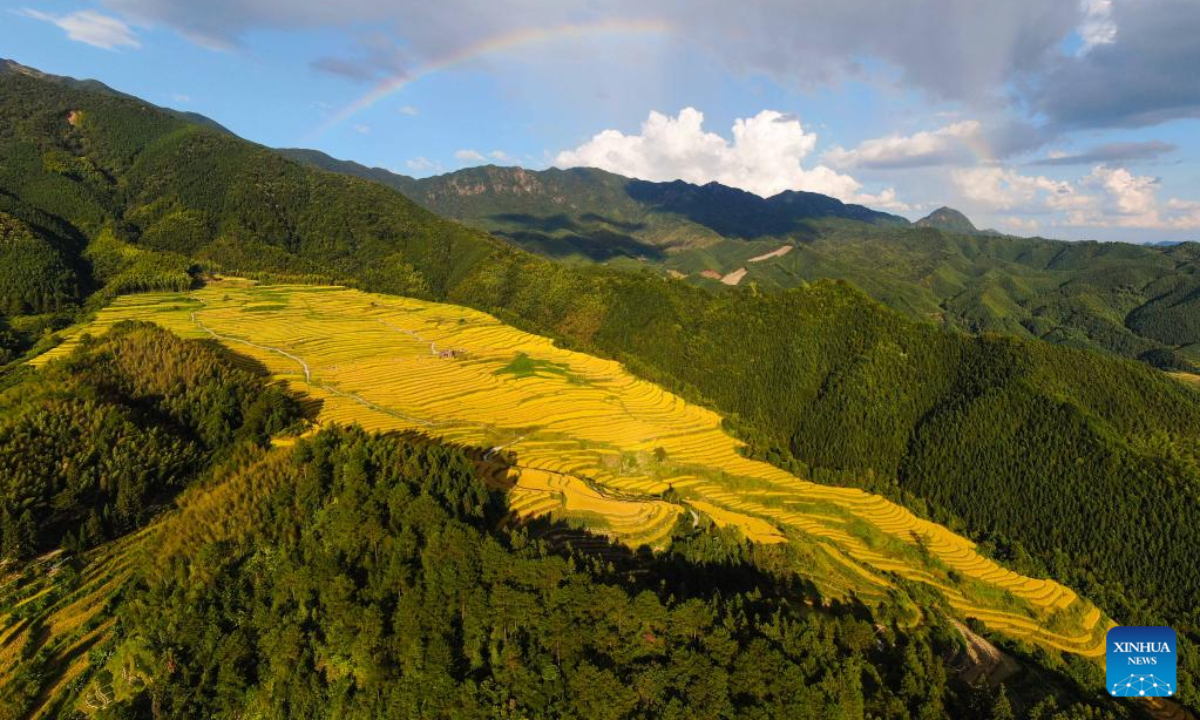 Aerial photo taken on Oct 3, 2022 shows the scenery of paddy fields in Lianshan Zhuang and Yao Autonomous County, south China's Guangdong Province. Photo:Xinhua