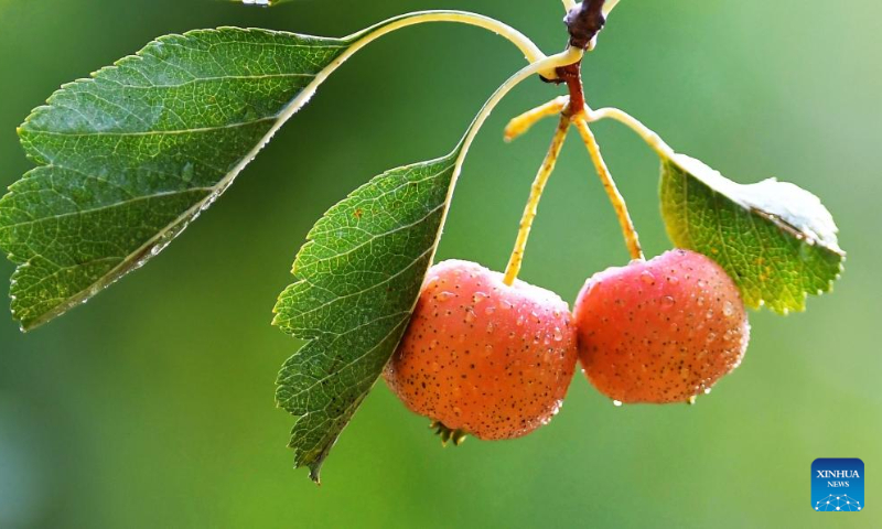 Photo taken on Sept. 12, 2022 shows a cluster of grown chestnuts in Gongping Village, Qushi Township, Tengchong City of southwest China's Yunnan Province. The Autumn Equinox, observed during the country's agricultural harvest season annually, falls on Friday this year. (Photo by Gong Zujin/Xinhua)