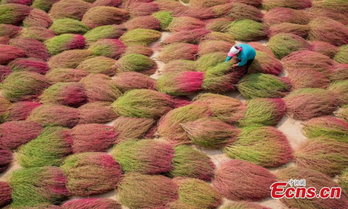 Farmers are busy harvesting the Kochia scoparia, or red broom grass, in Caojiagou village of Liulin county, north China's Shanxi Province. The broom grass turns to bright red color in autumn and can be used to make brooms after it is dried. Photo: China News Service