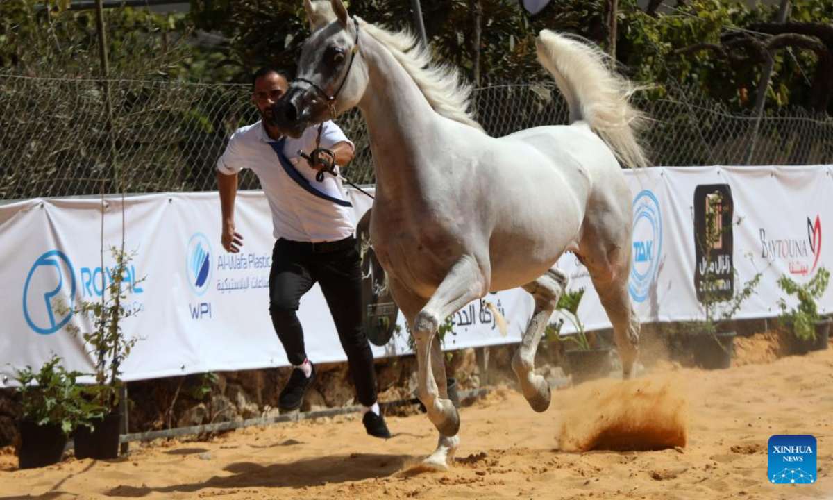 A breeder leads an Arabian horse during a beauty contest for Arabian purebred horses in the West Bank city of Hebron, Oct 1, 2022. Photo:Xinhua