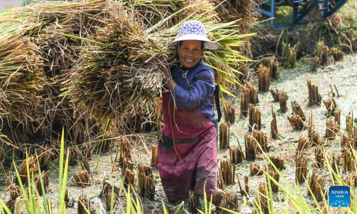 A villager harvests rice at a paddy field in Lianglong Village of Hongshui Township in Rongshui Miao Autonomous County, south China's Guangxi Zhuang Autonomous Region, Sep 22, 2022. The rice-fish production base greets busy harvest in Rongshui. Photo:Xinhua