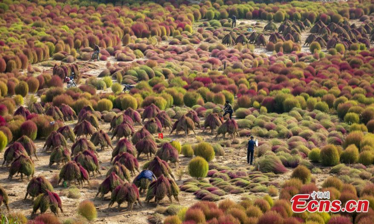 Farmers are busy harvesting the Kochia scoparia, or red broom grass, in Caojiagou village of Liulin county, north China's Shanxi Province. The broom grass turns to bright red color in autumn and can be used to make brooms after it is dried. Photo: China News Service