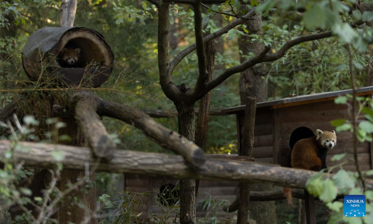 Red panda cub named Bambu and its mother are seen in the Ljubljana Zoo, Slovenia, Sep 23, 2022. A baby red panda named Bambu, born in June, is the first red panda born at the zoo. Photo:Xinhua