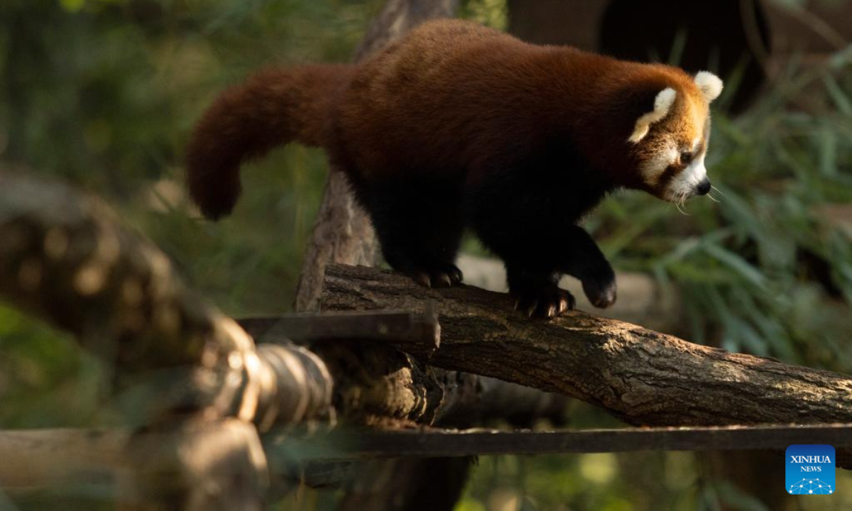 Mother of the red panda cub named Bambu is seen in the Ljubljana Zoo, Slovenia, Sep 23, 2022. A baby red panda named Bambu, born in June, is the first red panda born at the zoo. Photo:Xinhua