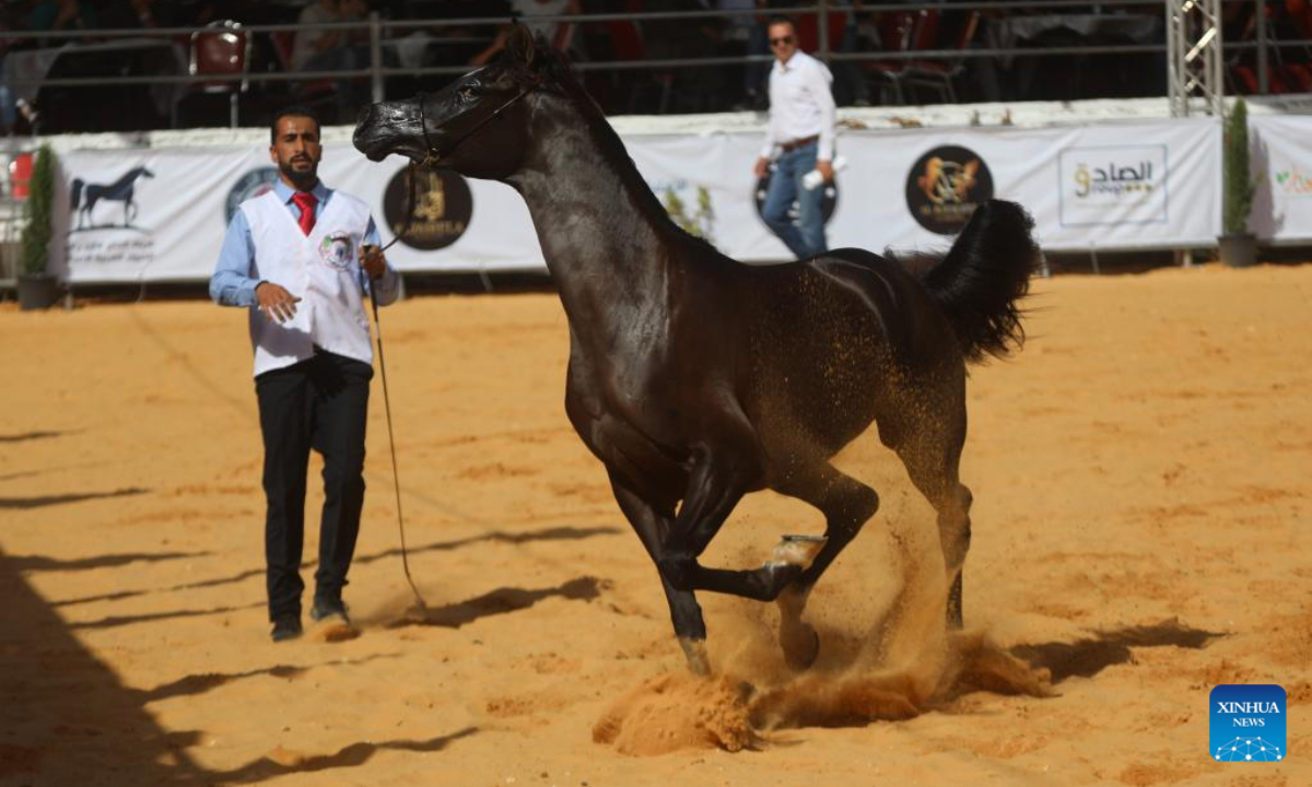 A breeder leads an Arabian horse during a beauty contest for Arabian purebred horses in the West Bank city of Hebron, Oct 1, 2022. Photo:Xinhua