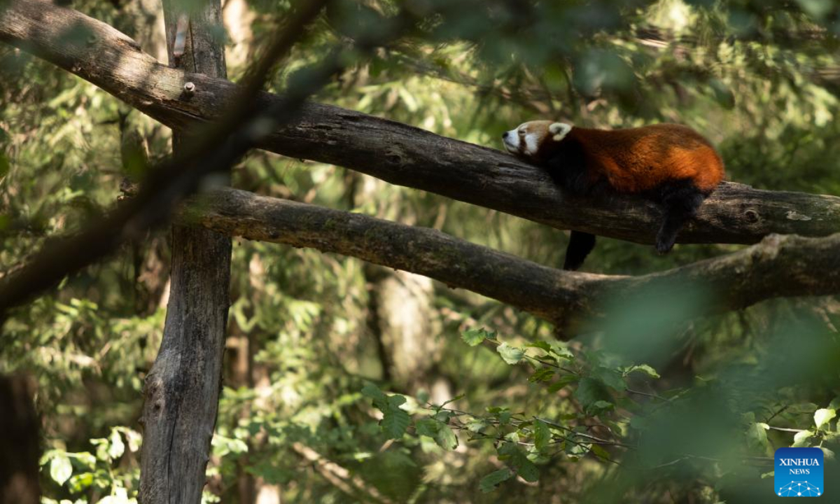 Mother of the red panda cub named Bambu is seen in the Ljubljana Zoo, Slovenia, Sep 23, 2022. A baby red panda named Bambu, born in June, is the first red panda born at the zoo. Photo:Xinhua