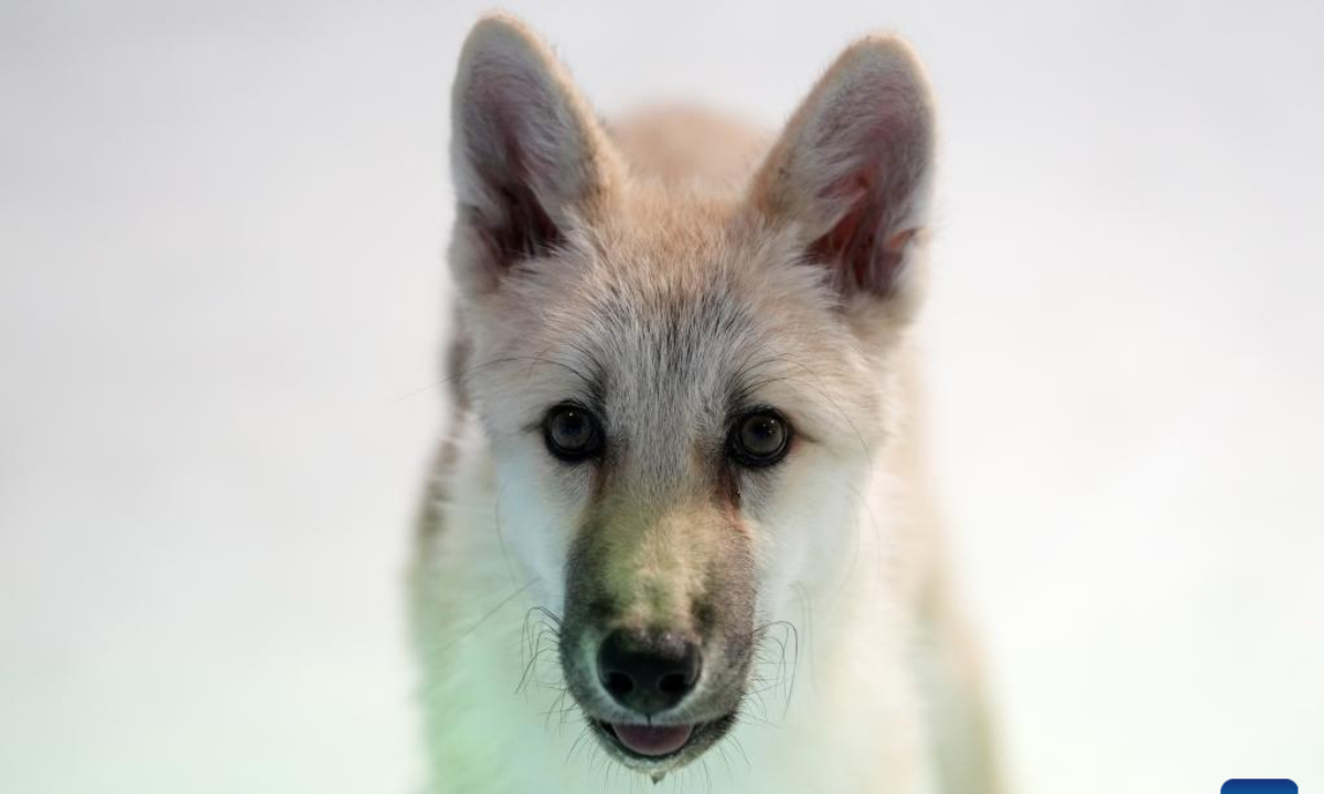 Photo taken on Sep 26, 2022 shows a cloned arctic wolf at Harbin Polarland in Harbin, capital of northeast China's Heilongjiang Province. A cloned arctic wolf met the public at Harbin Polarland in northeast China's Heilongjiang Province lately. Photo:Xinhua