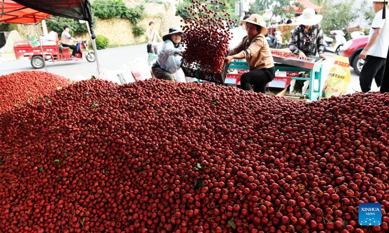 Buyers purchase hawthorn fruits in a trading market in Liudu Township of Xintai City, east China's Shandong Province, Sept. 21, 2022. Over 23,000 mu (about 1,533 hectares) of hawthorn fruits have entered the mature season here.(Photo: Xinhua)