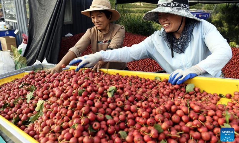 Buyers select hawthorn fruits in a trading market in Liudu Township of Xintai City, east China's Shandong Province, Sept. 21, 2022. Over 23,000 mu (about 1,533 hectares) of hawthorn fruits have entered the mature season here.(Photo: Xinhua)