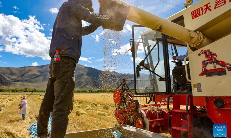 Villagers harvest highland barley in Jangraxar Township, Lhunzhub County of Lhasa, southwest China's Tibet Autonomous Region, Sept. 21, 2022.(Photo: Xinhua)