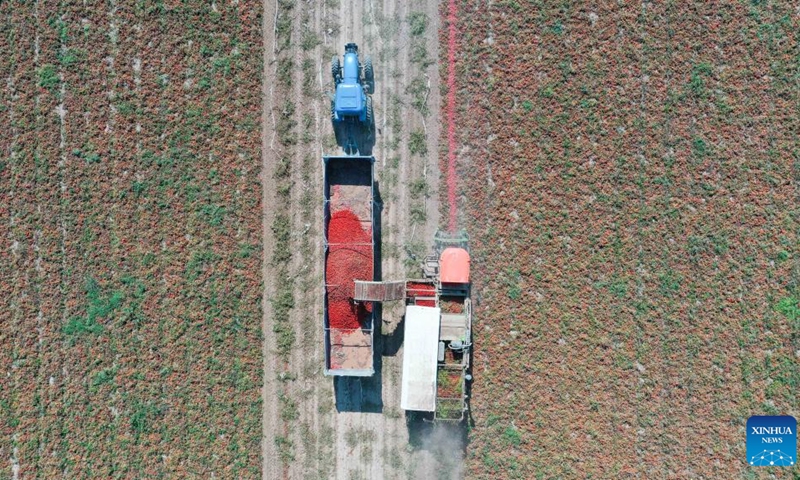 Aerial photo shows villagers harvesting tomatoes in Xingfu Village of Changji, northwest China's Xinjiang Uygur Autonomous Region, Sept. 19, 2022.(Photo: Xinhua)