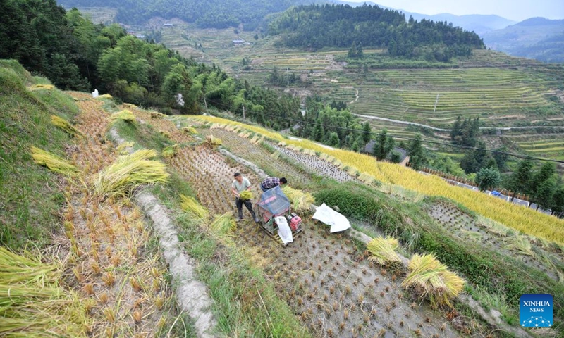 Photo taken on Sept. 22, 2022 shows farmers working in Ziquejie Terraces in Xinhua County, central China's Hunan Province.(Photo: Xinhua)