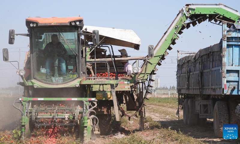 Villagers harvest tomatoes in Xingfu Village of Changji, northwest China's Xinjiang Uygur Autonomous Region, Sept. 19, 2022.(Photo: Xinhua)