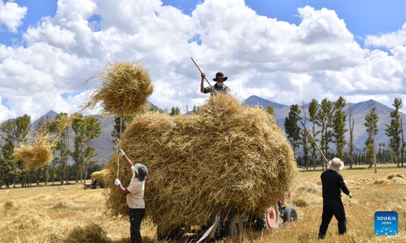 Villagers collect straws in a highland barley field in Bianlin Township, Lhunzhub County of Lhasa, southwest China's Tibet Autonomous Region, Sept. 21, 2022.(Photo: Xinhua)
