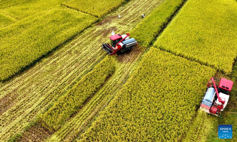 Villagers havest rice in a field at Yangxian County of Hanzhong City, northwest China's Shaanxi Province, Sept. 10, 2022. In recent years, Hanzhong city has been making persistent efforts to improve local ecological environment.(Photo: Xinhua)