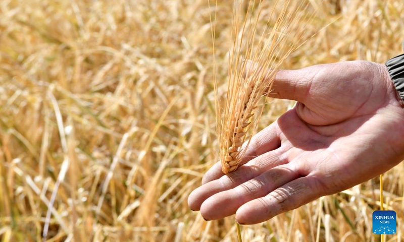 An ear of highland barley is seen in Jangraxar Township, Lhunzhub County of Lhasa, southwest China's Tibet Autonomous Region, Sept. 21, 2022.(Photo: Xinhua)