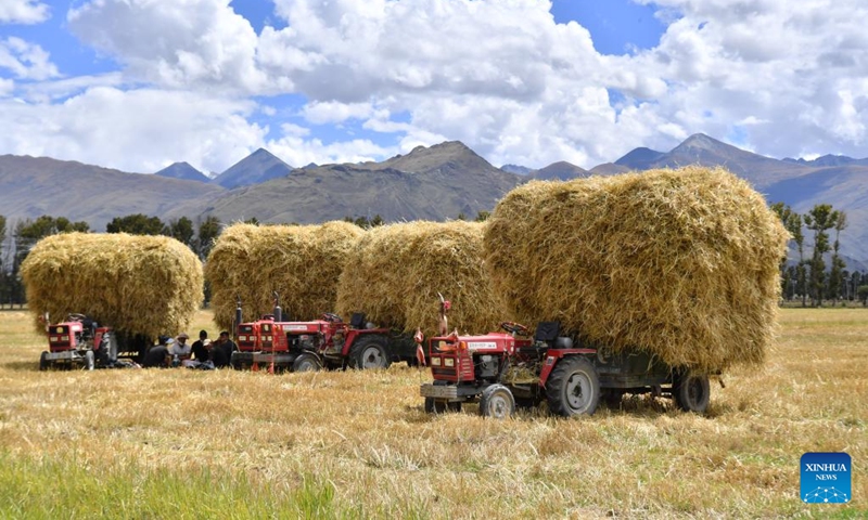 Villagers collect straws in a highland barley field in Bianlin Township, Lhunzhub County of Lhasa, southwest China's Tibet Autonomous Region, Sept. 21, 2022.(Photo: Xinhua)